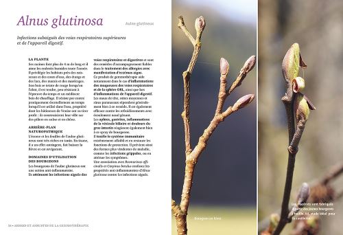 Se soigner par les bourgeons